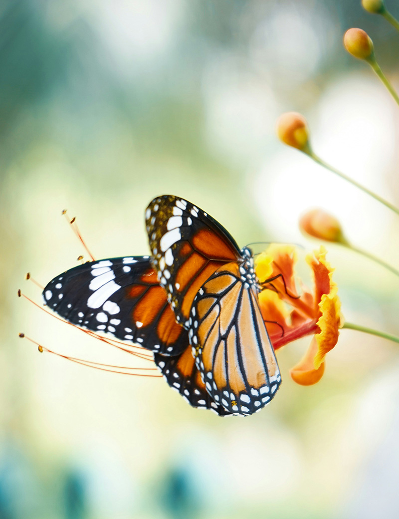 Bijenraat met bijen en honing in Heuvelland